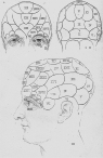 Frontispiece to the Physiognomical System